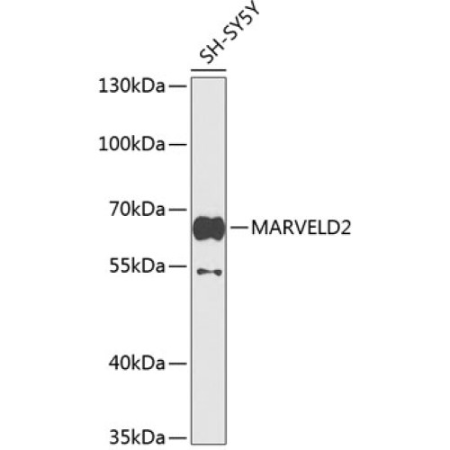 MARVELD2 Rabbit pAb