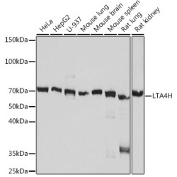 LTA4H Rabbit mAb