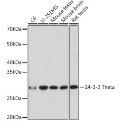14-3-3 Theta Rabbit mAb