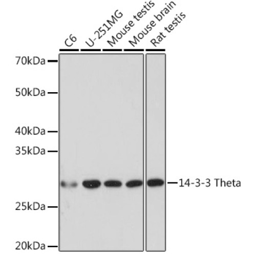 14-3-3 Theta Rabbit mAb