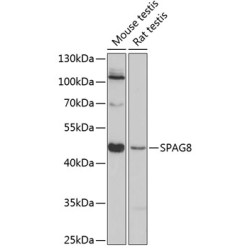 SPAG8 Rabbit pAb