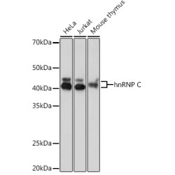 hnRNP C Rabbit mAb
