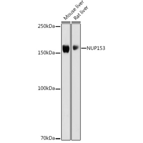 NUP153 Rabbit pAb