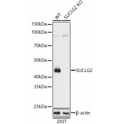 [KO Validated] SUCLG2 Rabbit pAb