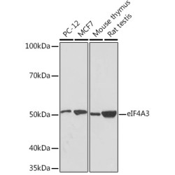 eIF4A3 Rabbit mAb