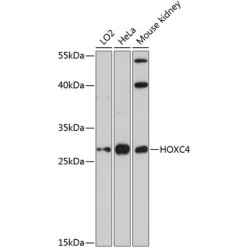 HOXC4 Rabbit pAb