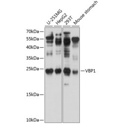 VBP1 Rabbit pAb