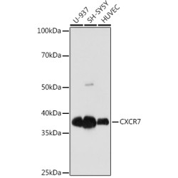 CXCR7 Rabbit mAb