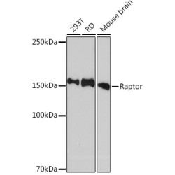 Raptor Rabbit mAb
