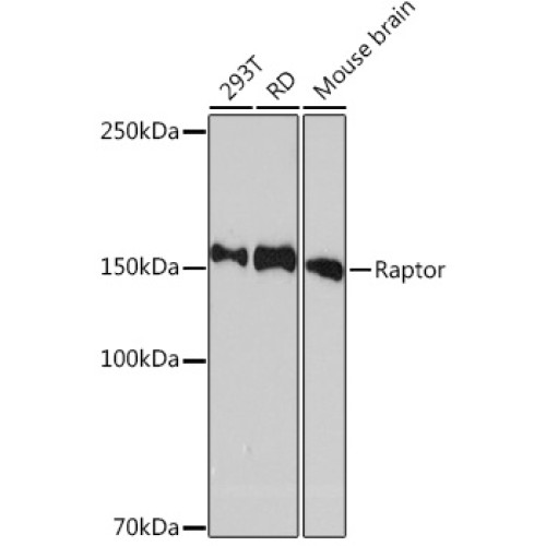 Raptor Rabbit mAb