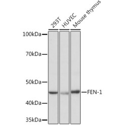 FEN-1 Rabbit mAb