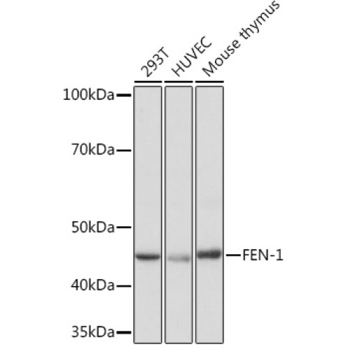 FEN-1 Rabbit mAb