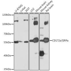 CD172a/SIRPα Rabbit pAb