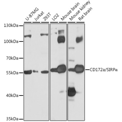 CD172a/SIRPα Rabbit pAb