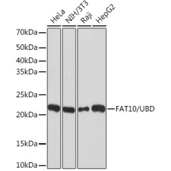 FAT10/UBD Rabbit mAb