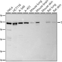 TCF7L1 Rabbit pAb