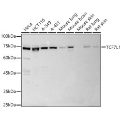 TCF7L1 Rabbit pAb