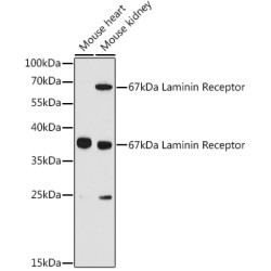 67kDa Laminin Receptor Rabbit pAb