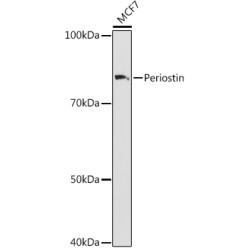 Periostin Rabbit mAb