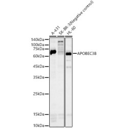 APOBEC3B Rabbit pAb