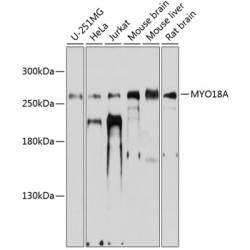 MYO18A Rabbit pAb
