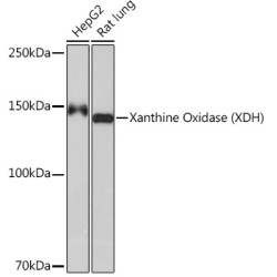 Xanthine Oxidase (XDH) Rabbit mAb