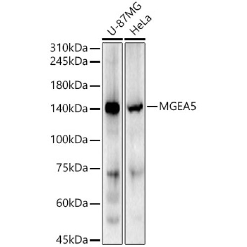 MGEA5 Rabbit pAb