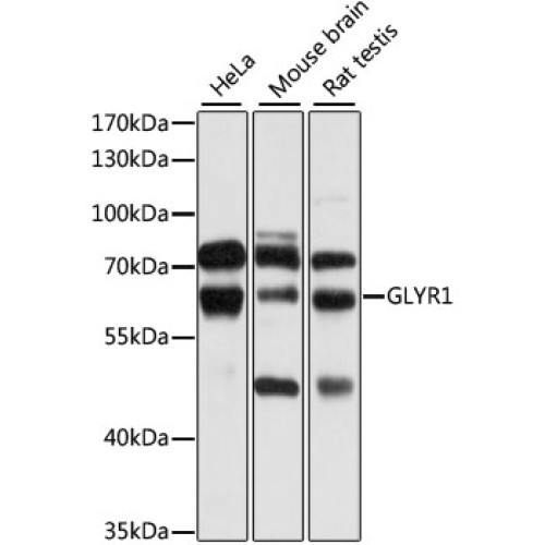 GLYR1 Rabbit pAb