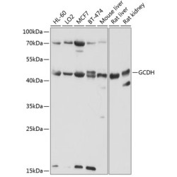 GCDH Rabbit pAb