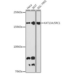KAT13A / SRC1 Rabbit mAb