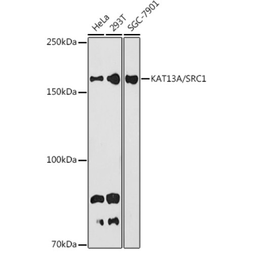 KAT13A / SRC1 Rabbit mAb