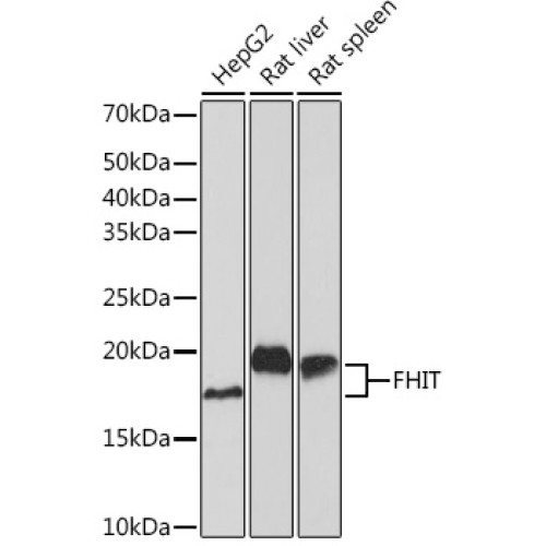 FHIT Rabbit mAb