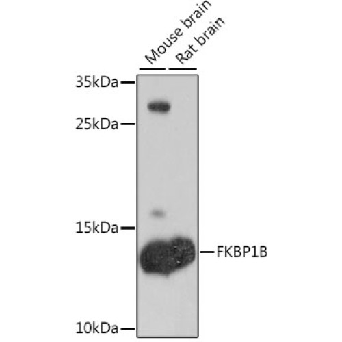 FKBP1B Rabbit pAb