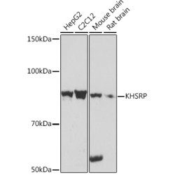 KHSRP Rabbit mAb