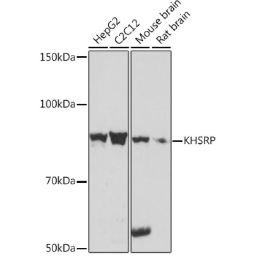 KHSRP Rabbit mAb