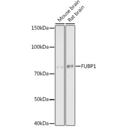 FUBP1 Rabbit mAb