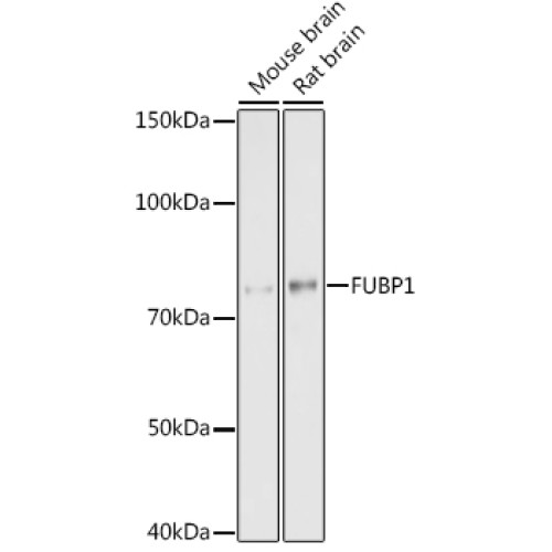 FUBP1 Rabbit mAb