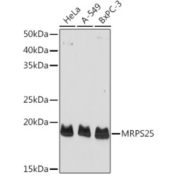 MRPS25 Rabbit pAb