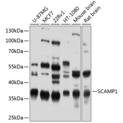 SCAMP1 Rabbit pAb