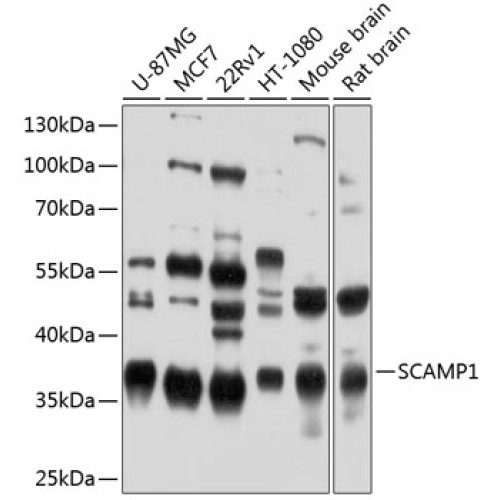 SCAMP1 Rabbit pAb