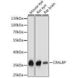 CRALBP Rabbit pAb