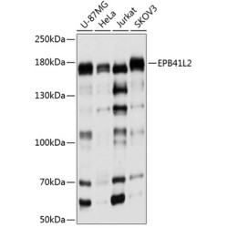 EPB41L2 Rabbit pAb