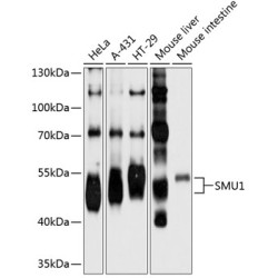 SMU1 Rabbit pAb