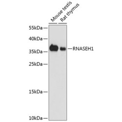 RNASEH1 Rabbit pAb