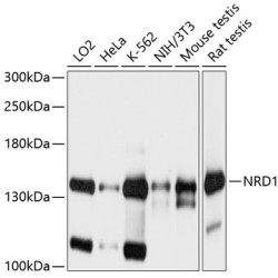 NRD1 Rabbit pAb
