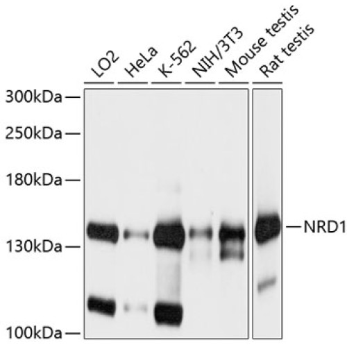 NRD1 Rabbit pAb