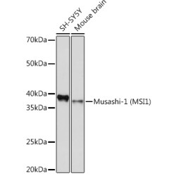 Musashi-1 (MSI1) Rabbit mAb