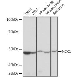 NCK1 Rabbit mAb