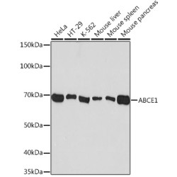 ABCE1 Rabbit mAb