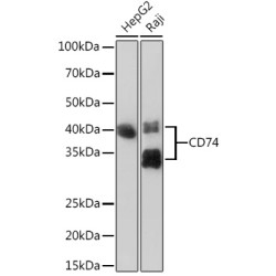 CD74 Rabbit mAb